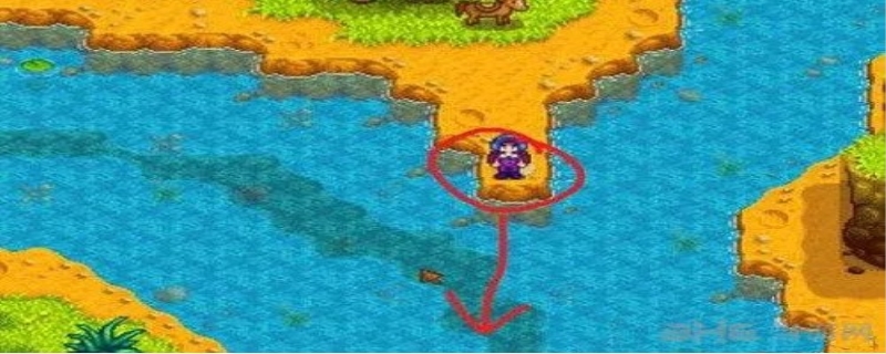 星露谷木跃鱼在哪里钓