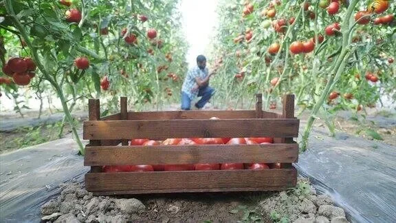 三种高效获取番茄方法及农场等级提升技巧
