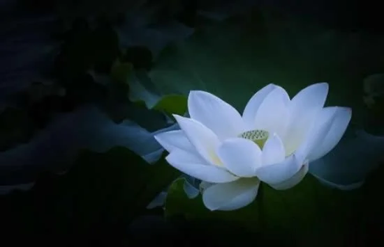 网络流行语揭秘：“白莲花”的含义与用法