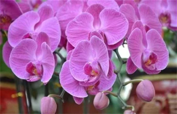 蝴蝶兰种植技巧：春末夏初最佳时间，基质准备及养护指南