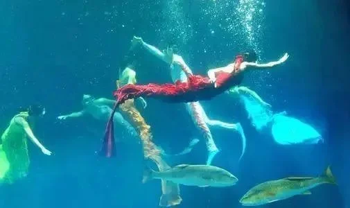 美人鱼主题游戏合集：时尚冒险、海底探险、梦幻婚礼