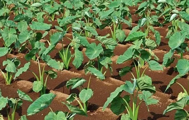 芋头种植指南：选种、整地、施肥、种植与管理全攻略